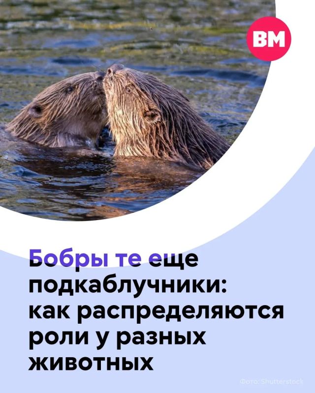 В День подкаблучника хочется напомнить, что в мире животных тоже есть «мужья, которые просто не спорят»