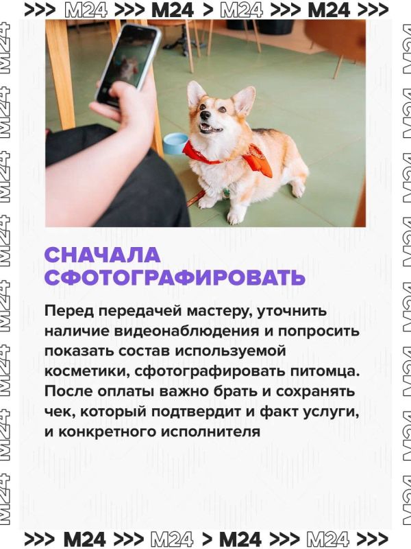 После груминга в московском салоне погибла собака После груминга в московском салоне погибла собака