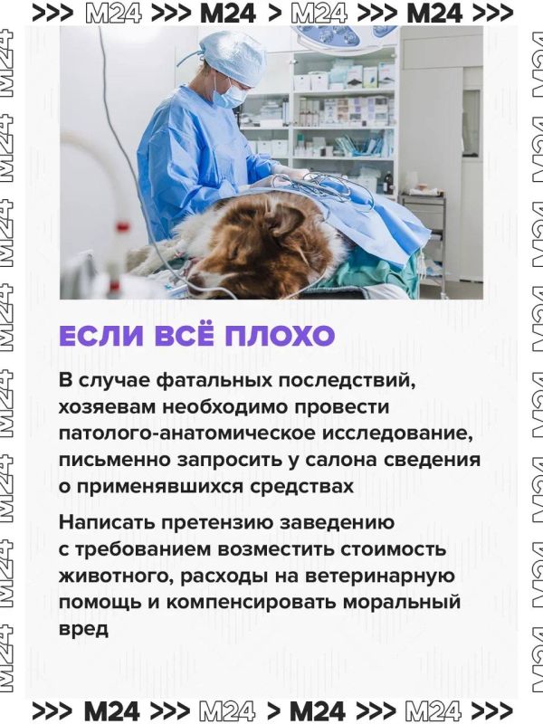 После груминга в московском салоне погибла собака После груминга в московском салоне погибла собака