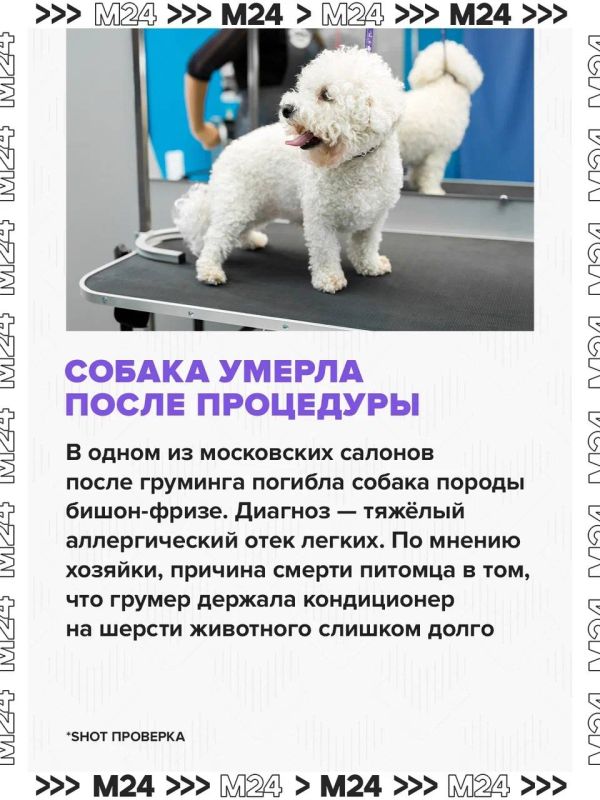 После груминга в московском салоне погибла собака После груминга в московском салоне погибла собака