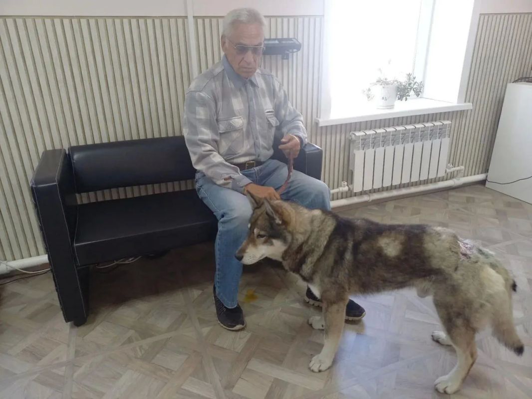 На Сахалине собака спасла хозяина от разъярённого медведя На Сахалине собака спасла хозяина от разъярённого медведя