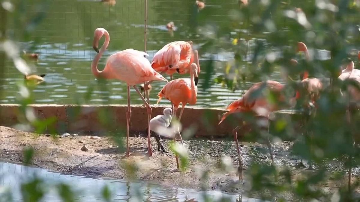 В Московском зоопарке еще одно пополнение — в середине июля у двух пар красных фламинго появились птенцы!