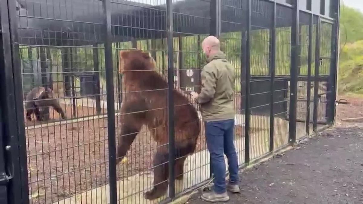 Медведи Бу и Тяпа переехали из Ленобласти в Ирландию, сообщили в хосписе "Дом тигра"