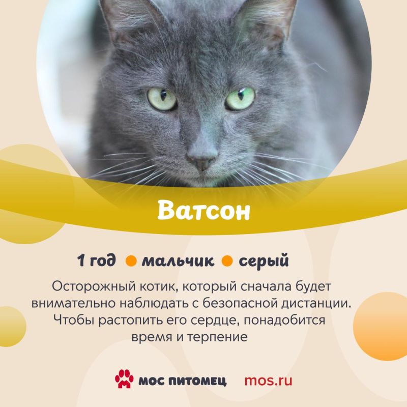 В День кошек делимся с вами подборкой пушистиков, у которых пока нет дома, но они о нем очень-очень мечтают В День кошек делимся с вами подборкой пушистиков, у которых пока нет дома, но они о нем очень-очень мечтают