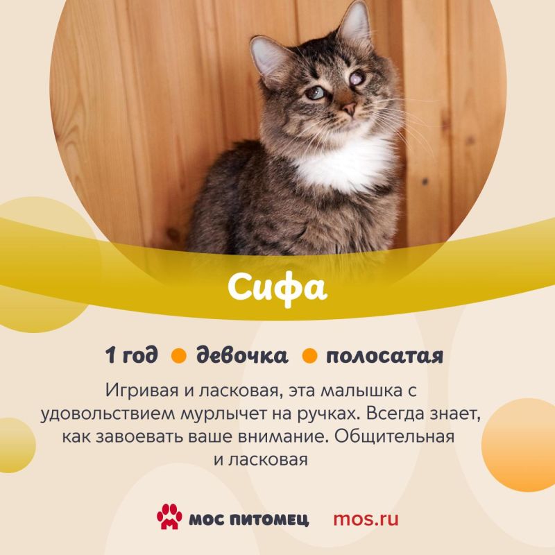В День кошек делимся с вами подборкой пушистиков, у которых пока нет дома, но они о нем очень-очень мечтают В День кошек делимся с вами подборкой пушистиков, у которых пока нет дома, но они о нем очень-очень мечтают
