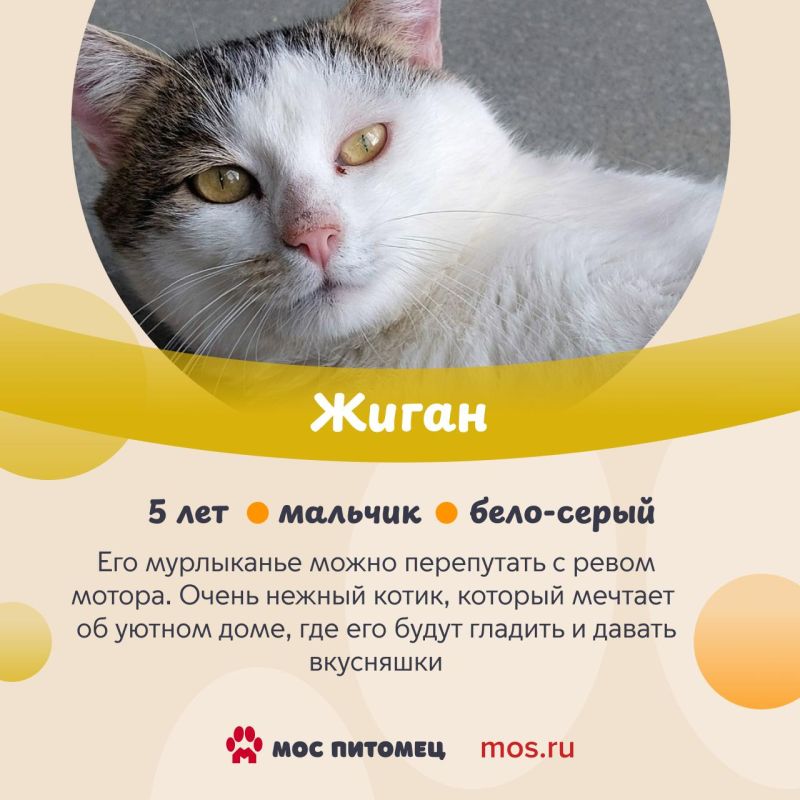 В День кошек делимся с вами подборкой пушистиков, у которых пока нет дома, но они о нем очень-очень мечтают В День кошек делимся с вами подборкой пушистиков, у которых пока нет дома, но они о нем очень-очень мечтают