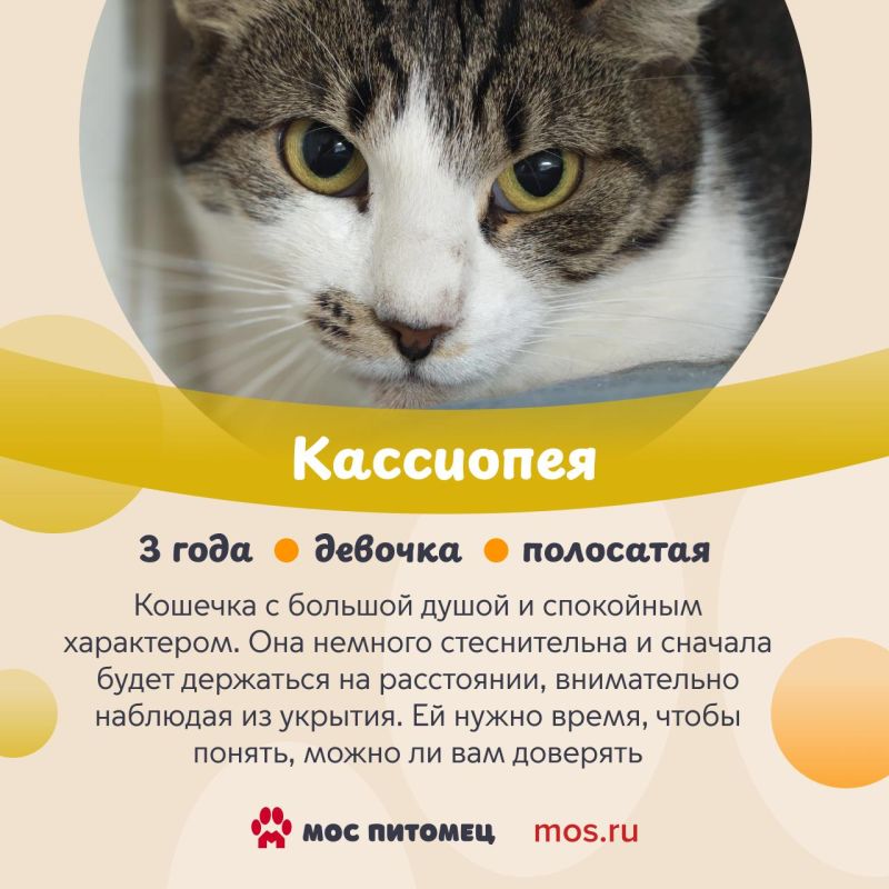 В День кошек делимся с вами подборкой пушистиков, у которых пока нет дома, но они о нем очень-очень мечтают В День кошек делимся с вами подборкой пушистиков, у которых пока нет дома, но они о нем очень-очень мечтают