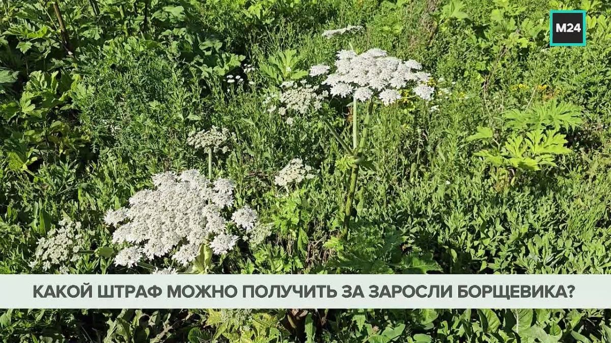 Для поисков зарослей борщевика в Подмосковье используют дроны и ИИ