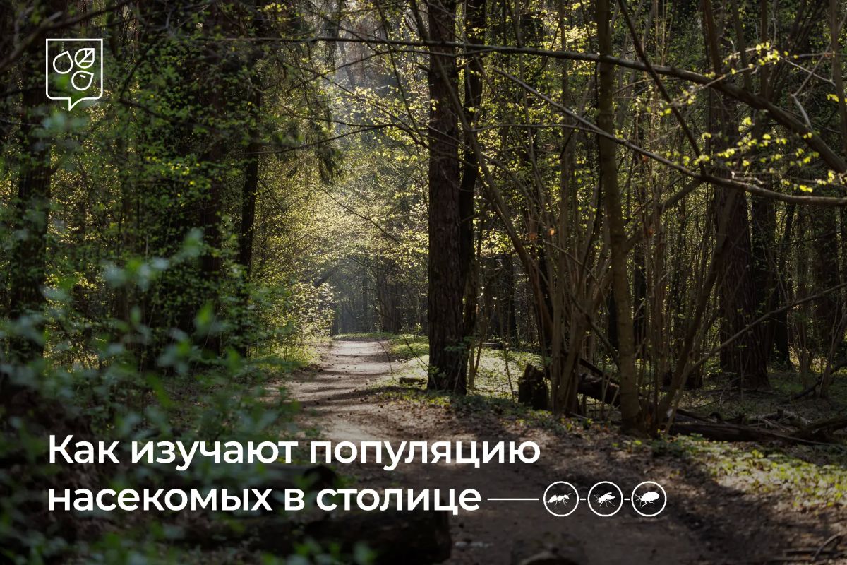 Научный улов: стрекоза, муравей и все-все-все