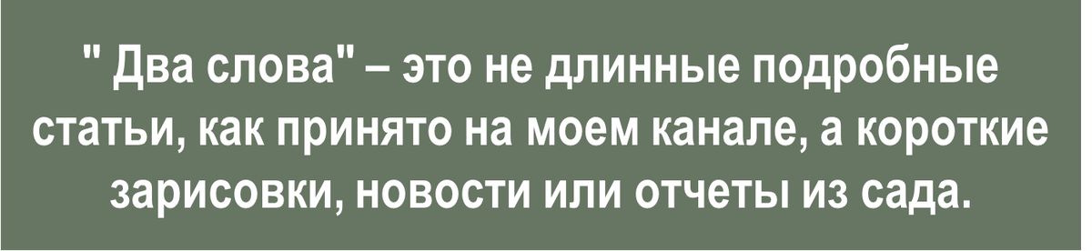 Туевик поникающий: очарование простоты