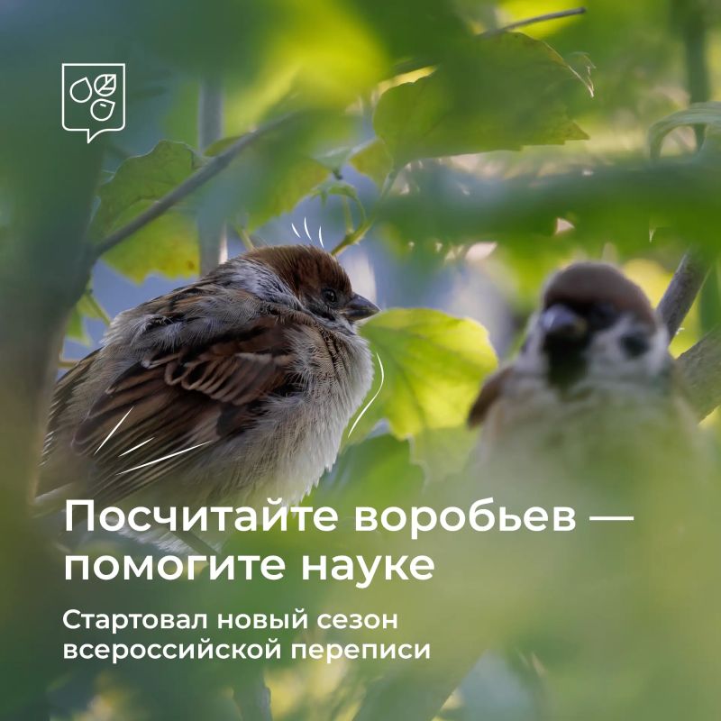 В Москве проходит летняя перепись воробьев