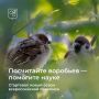 В Москве проходит летняя перепись воробьев