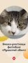 В рубрике #ПушистыйПонедельник знакомим с кошками, которые будут искать хозяев на выставке-пристройстве «Пушистый хвост»