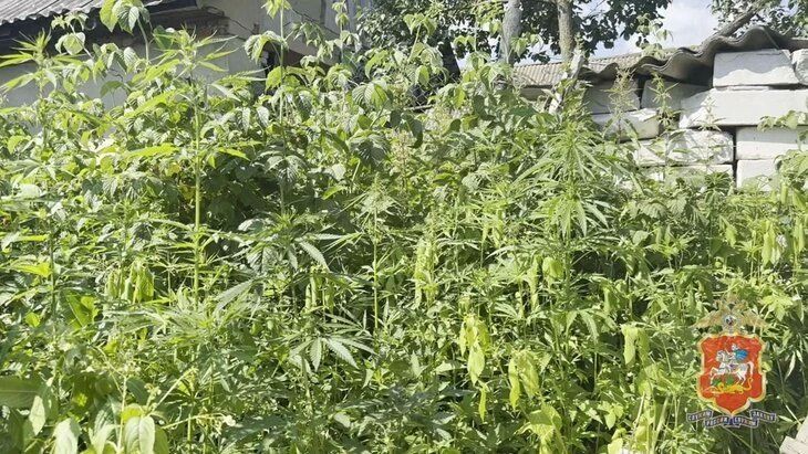 В Ступине полицейские накрыли подпольную наркоплантацию прямо на дачном участке, сообщили в МВД