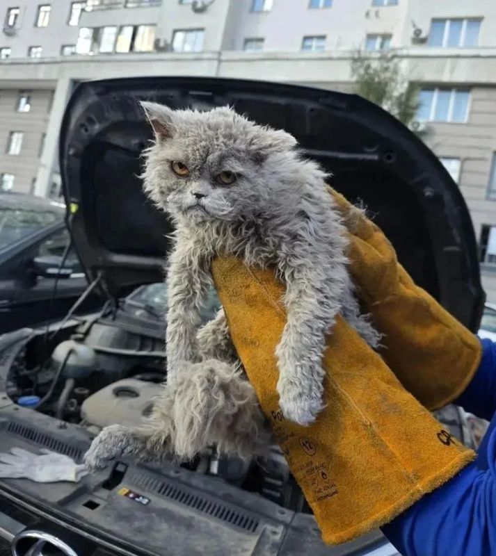 Спасенный в Москве "сердитый кот" оказался кошечкой: она выпала из окна и нашлась в 20 км от дома Спасенный в Москве "сердитый кот" оказался кошечкой: она выпала из окна и нашлась в 20 км от дома
