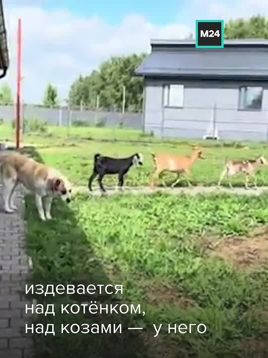 Олега Баласяна ждёт суда – из дома трэш-блогера в Подмосковье изъяли около десяти питомцев, среди которых оказались собаки, козы и кот