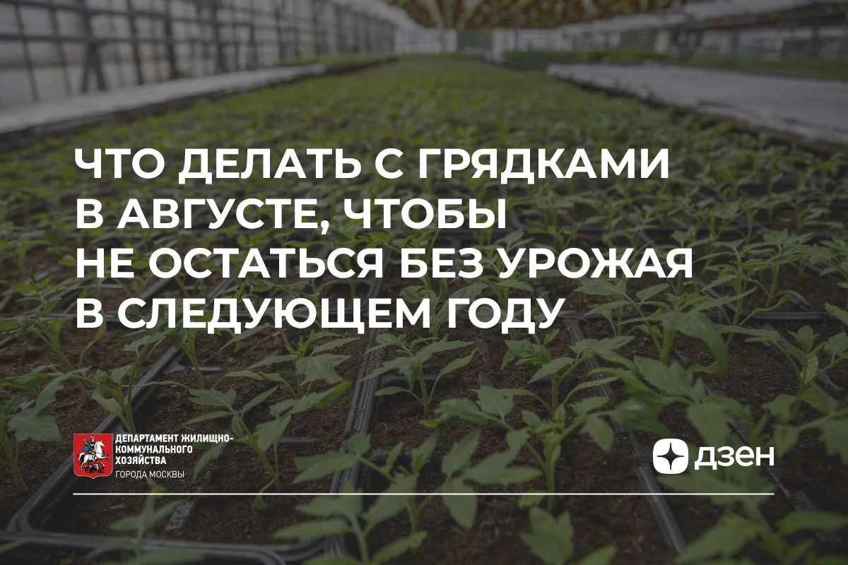 Август на даче: что сделать сейчас, чтобы весной сказать себе спасибо