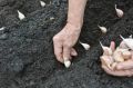 Как правильно посадить озимый чеснок: секреты от опытных огородников