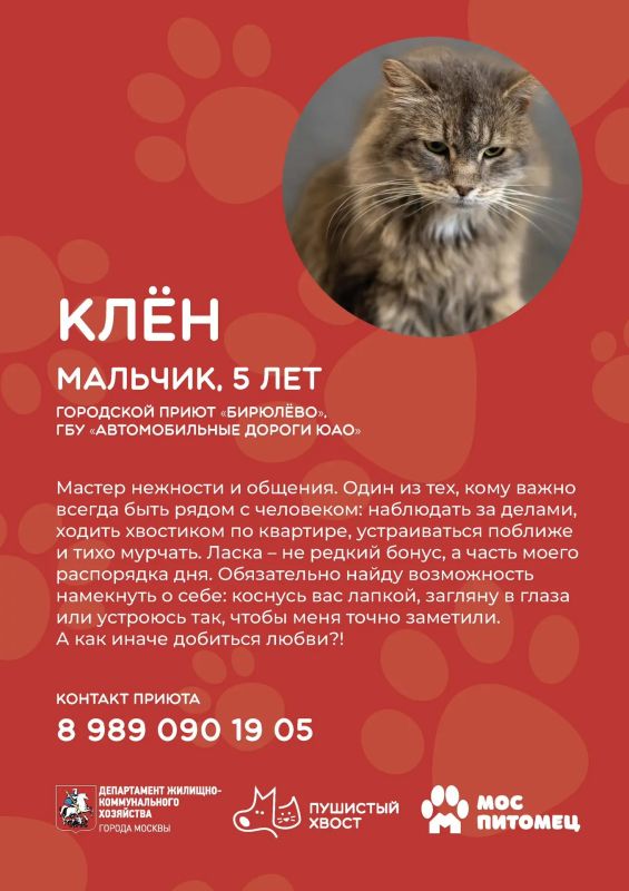 Пушистые друзья уже ждут встречи с вами! Пушистые друзья уже ждут встречи с вами!