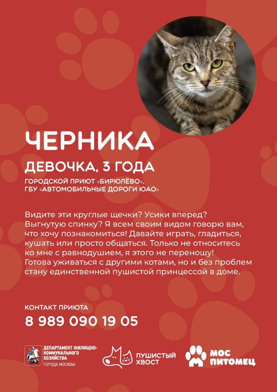 Пушистые друзья уже ждут встречи с вами! Пушистые друзья уже ждут встречи с вами!
