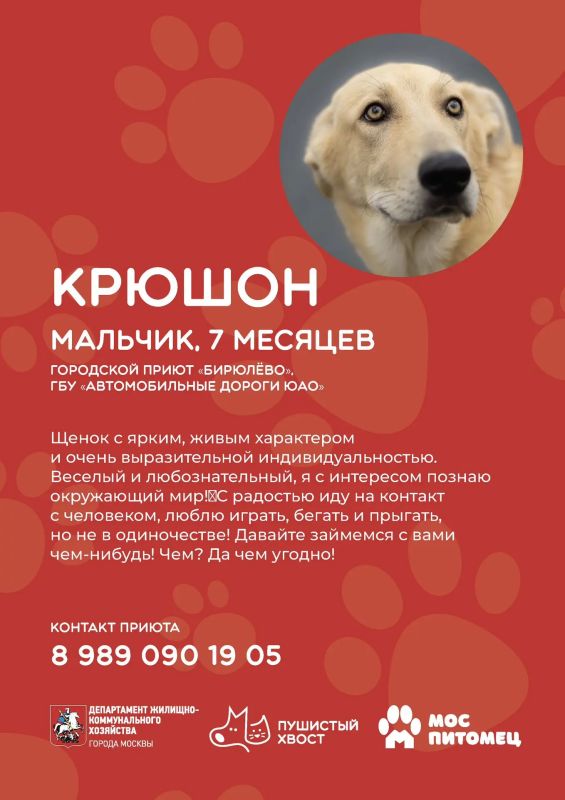 Пушистые друзья уже ждут встречи с вами! Пушистые друзья уже ждут встречи с вами!