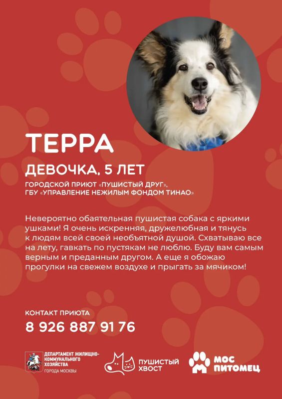 Пушистые друзья уже ждут встречи с вами! Пушистые друзья уже ждут встречи с вами!