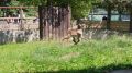 Детеныш лесного северного оленя впервые за несколько лет родился в Московском зоопарке! Это девочка, она появилась на свет 24 мая