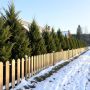 Как создать живую изгородь из елей: секреты и советы для дачников