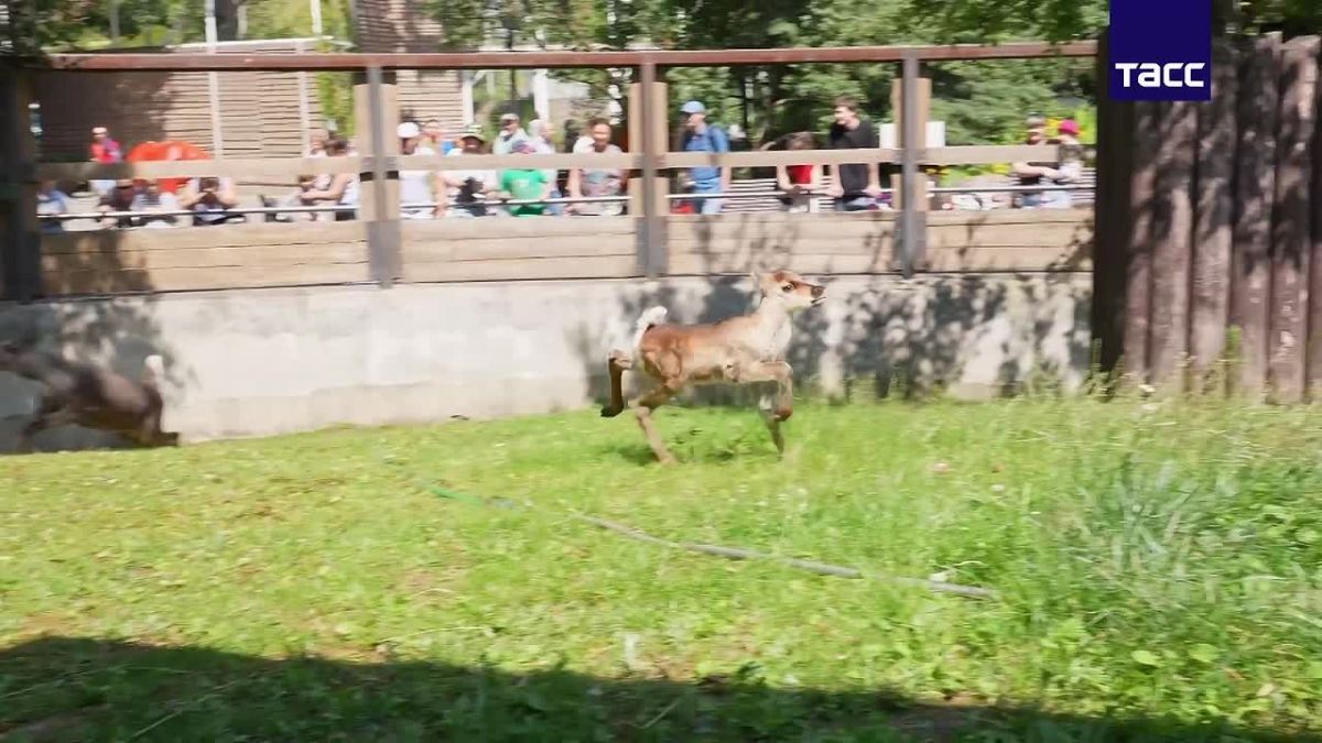 В Московском зоопарке появился на свет детеныш лесного северного оленя