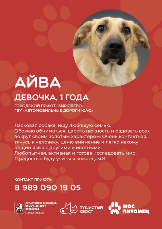 Пушистые друзья уже ждут встречи с вами! Пушистые друзья уже ждут встречи с вами!
