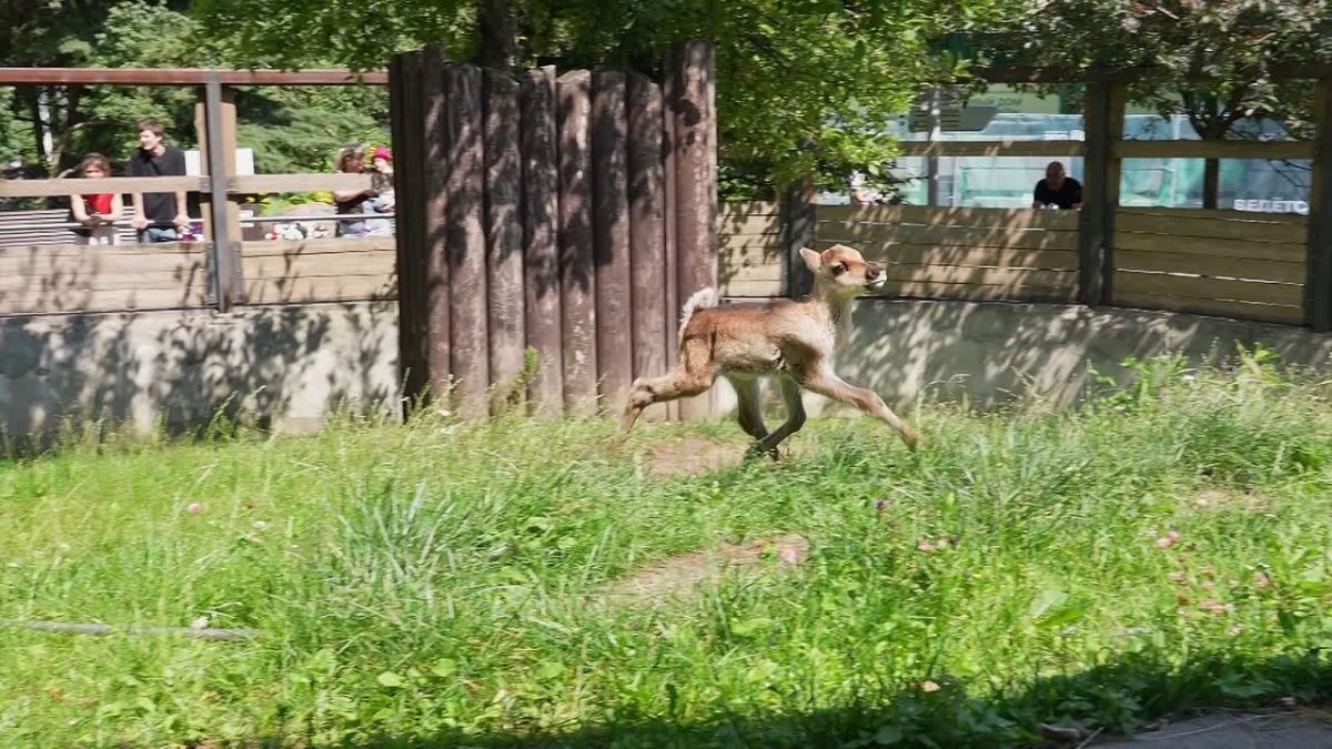 Детеныш лесного северного оленя впервые за несколько лет родился в Московском зоопарке! Это девочка, она появилась на свет 24 мая