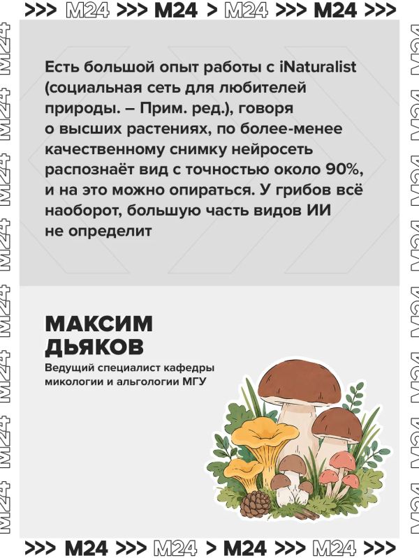 Спрос на нейроприложения для грибников за последние два года взлетел в четыре раза Спрос на нейроприложения для грибников за последние два года взлетел в четыре раза