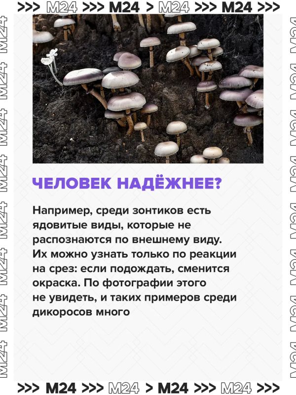 Спрос на нейроприложения для грибников за последние два года взлетел в четыре раза Спрос на нейроприложения для грибников за последние два года взлетел в четыре раза