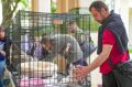 В Международный день бездомных животных рассказали, как устроена работа столичных приютов