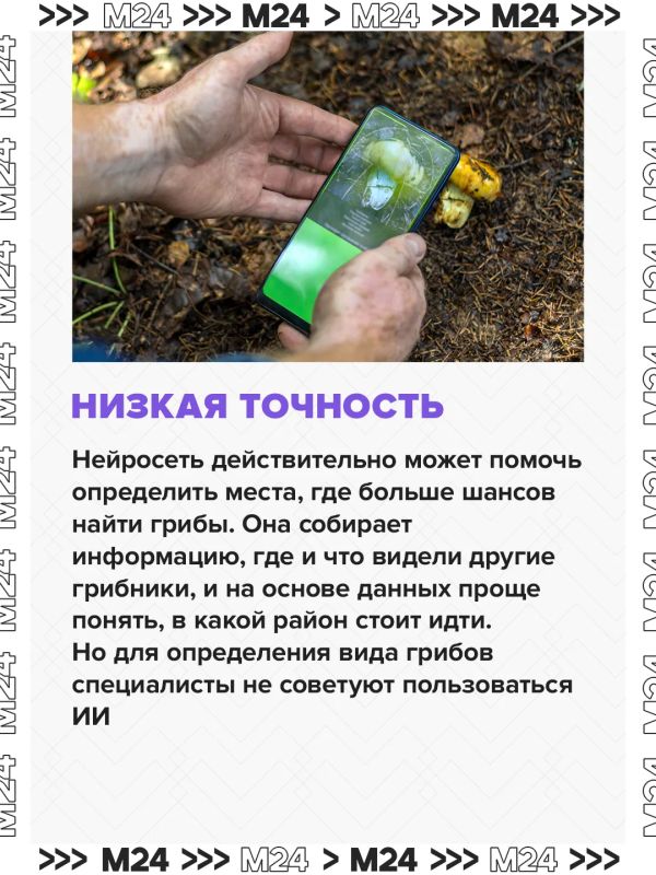 Спрос на нейроприложения для грибников за последние два года взлетел в четыре раза Спрос на нейроприложения для грибников за последние два года взлетел в четыре раза