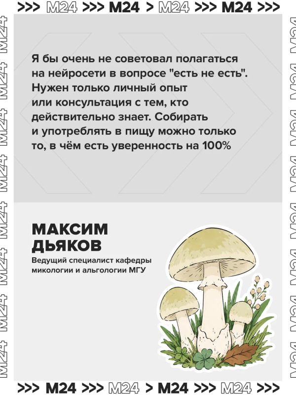 Спрос на нейроприложения для грибников за последние два года взлетел в четыре раза Спрос на нейроприложения для грибников за последние два года взлетел в четыре раза