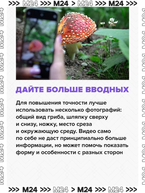 Спрос на нейроприложения для грибников за последние два года взлетел в четыре раза Спрос на нейроприложения для грибников за последние два года взлетел в четыре раза