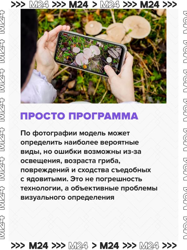 Спрос на нейроприложения для грибников за последние два года взлетел в четыре раза Спрос на нейроприложения для грибников за последние два года взлетел в четыре раза