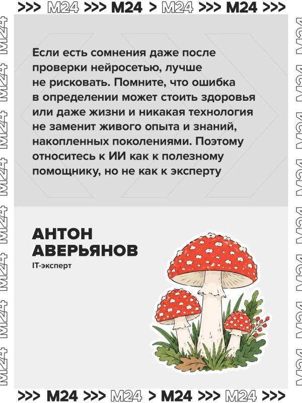 Спрос на нейроприложения для грибников за последние два года взлетел в четыре раза Спрос на нейроприложения для грибников за последние два года взлетел в четыре раза