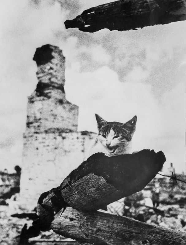 Фотофакт: «На пепелище». Фото М. Савина