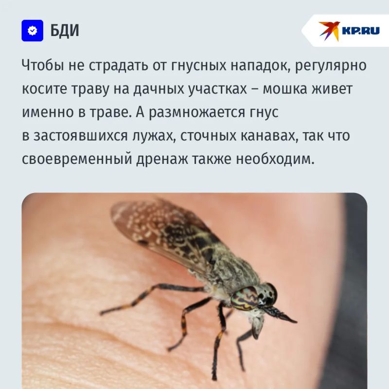 ГНУСное дело: что делать при аллергии от укусов мошек ГНУСное дело: что делать при аллергии от укусов мошек