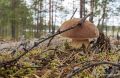 В России набирают популярность грибные туры