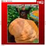 Иркутский шестиклассник вырастил тыкву весом более 800 килограммов