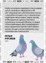 Москвичи спорят из-за кормления голубей во дворах