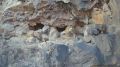 Красавец-амурский тигр украл фото-ловушку в Приморье
