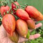 Томаты нового поколения: красота и вкус, которые завораживают