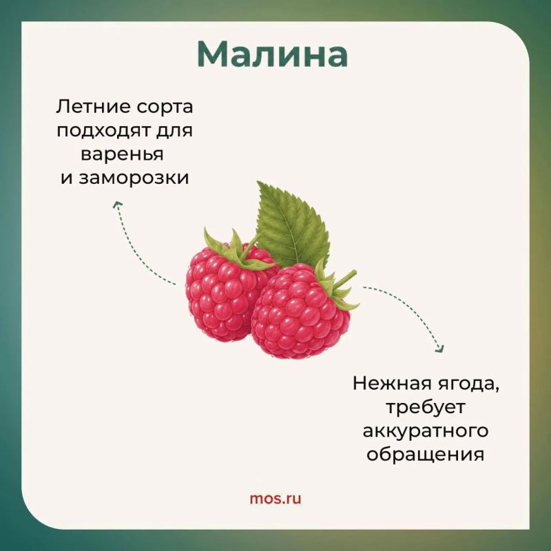 Сезон свежих ягод на московских ярмарках в самом разгаре Сезон свежих ягод на московских ярмарках в самом разгаре