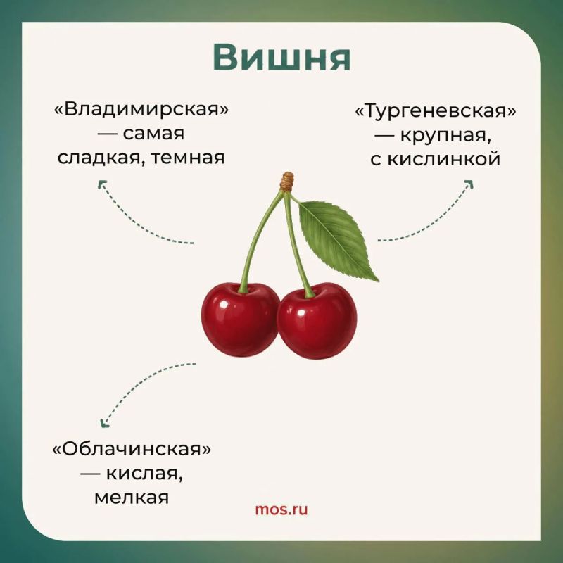 Сезон свежих ягод на московских ярмарках в самом разгаре Сезон свежих ягод на московских ярмарках в самом разгаре