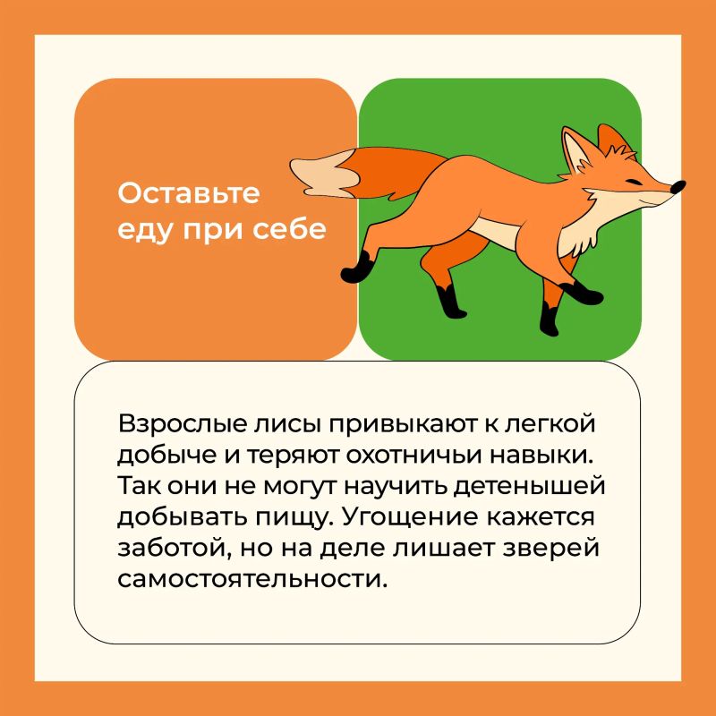 В лесопарках столицы можно встретить лисят В лесопарках столицы можно встретить лисят