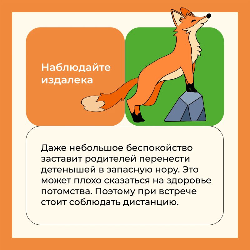В лесопарках столицы можно встретить лисят В лесопарках столицы можно встретить лисят